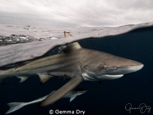 Oceanic Blacktip shark cuts through the water against a s... by Gemma Dry 